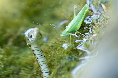 Grasshopper at waters edge, northern water snake (nerodia sipedon) in water watching, preparing to strike Foto de stock - Royalty Free Premium, Número: 633-02417580