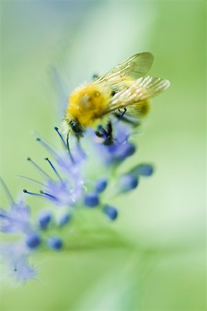 symbiotique - Pollen de rassemblement de Bumblebee Photographie de stock - Premium Libres de Droits, Code: 633-02417582
