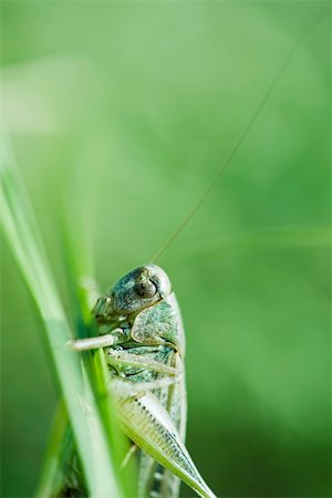 Dried exoskeleton of grasshopper attached to plant stalk Stock Photo - Premium Royalty-Free, Code: 633-02417594