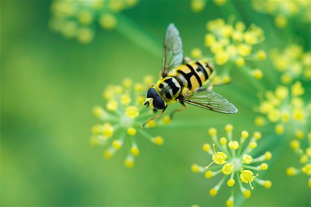 simsearch:633-02417606,k - Hoverfly gathering pollen from small yellow flowers Foto de stock - Sin royalties Premium, Código: 633-02417595