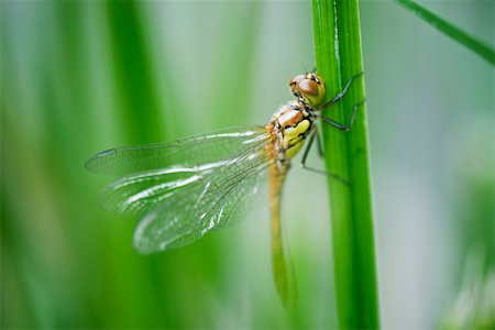 Dragonfly clinging to stem of plant Foto de stock - Sin royalties Premium, Código: 633-02417596