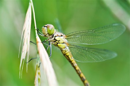 dragon fly - Dragonfly perched atop blade of dried glass Stock Photo - Premium Royalty-Free, Code: 633-02417592