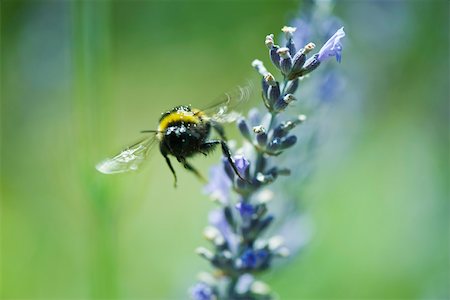 simsearch:633-01837120,k - Bumblebee dusty with pollen flying away from flower Foto de stock - Sin royalties Premium, Código: 633-02417593