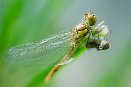 dragon fly - Dragonfly newly emerged from old exoskeleton drying wings Stock Photo - Premium Royalty-Free, Code: 633-02417605
