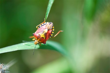 entomología - Red Shield bug (carpocoris mediterraneus), nymph, crawling from one blade of grass to another Foto de stock - Sin royalties Premium, Código: 633-02417600
