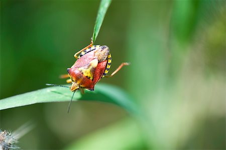 entomology - Red Shield bug (carpocoris mediterraneus), nymph, crawling from one blade of grass to another Foto de stock - Sin royalties Premium, Código: 633-02417600