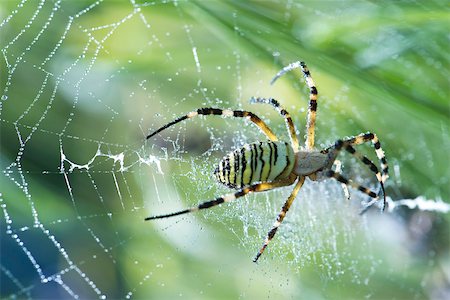 spider - Yellow Garden Spider (argiope aurantia) spinning web Foto de stock - Sin royalties Premium, Código: 633-02417601