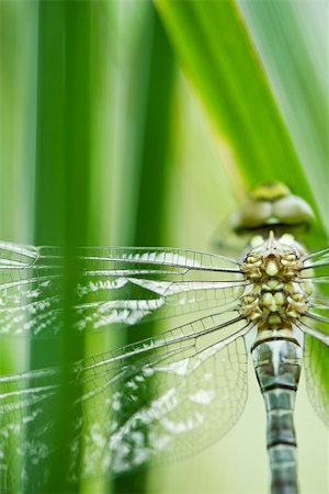 simsearch:633-01572390,k - Dragonfly, close-up of thorax Foto de stock - Sin royalties Premium, Código: 633-02417603