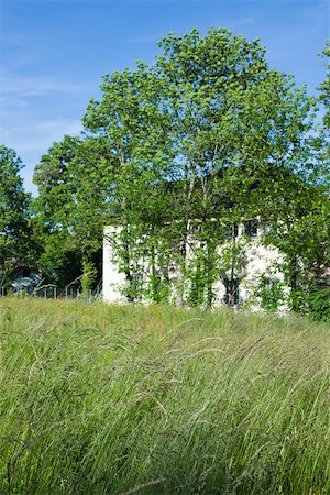 picture of house with high grass - Rural house behind tall grass and trees Stock Photo - Premium Royalty-Free, Code: 633-02417662