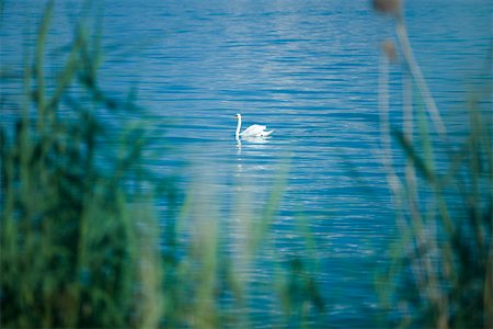 Swan floating on pond Stock Photo - Premium Royalty-Free, Code: 633-02417671