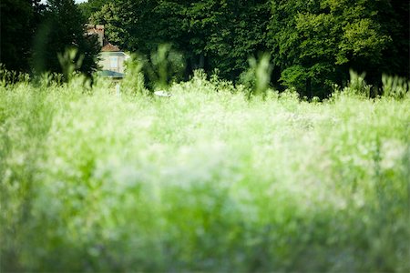 picture of house with high grass - Tall grass, house in background Stock Photo - Premium Royalty-Free, Code: 633-02417686