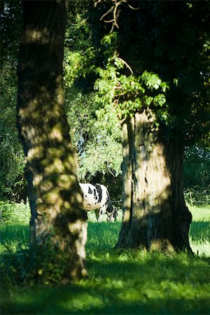 simsearch:633-01274748,k - Dairy cow grazing, trees in foreground Foto de stock - Sin royalties Premium, Código: 633-02417688
