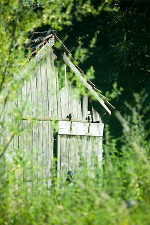 Wooden shed obscured by overgrown vegetation Foto de stock - Sin royalties Premium, Código: 633-02417692