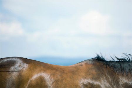 Horse's back and flanks, close-up Stock Photo - Premium Royalty-Free, Code: 633-02417709