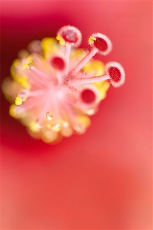 pólen - Hibiscus, close-up, overhead view Stock Photo - Premium Royalty-Free, Code: 633-02417724