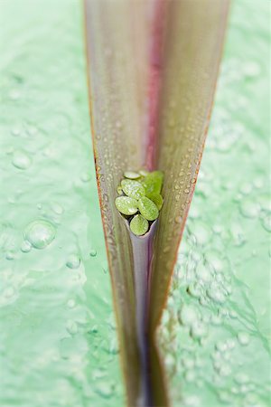 simsearch:633-02645339,k - Leaves on a palm leaf, floating in bubbling icy water Stock Photo - Premium Royalty-Free, Code: 633-02417731