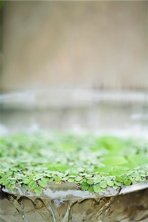 L'eau et feuilles qui débordent du bassin Photographie de stock - Premium Libres de Droits, Code: 633-02417744