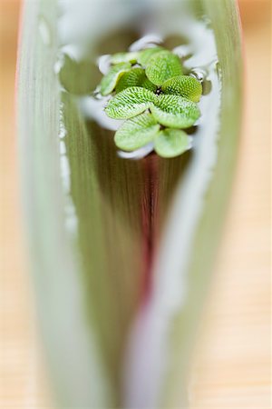 simsearch:633-01837094,k - Feuilles flottant sur l'eau en forme de coupes dans les feuilles de palmier, mise au point sélective Photographie de stock - Premium Libres de Droits, Code: 633-02417752