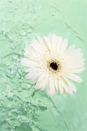 simsearch:632-03898139,k - Gerbera daisy floating on water Stock Photo - Premium Royalty-Free, Code: 633-02417764