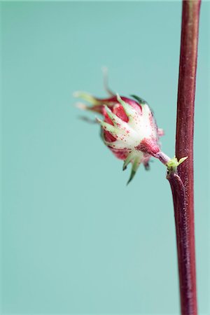 simsearch:633-02417775,k - Exotic red tropical flower blossoming from red stemmed plant, close-up Stock Photo - Premium Royalty-Free, Code: 633-02417769