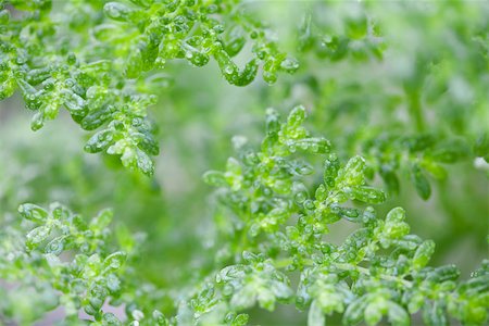 simsearch:632-03898173,k - Lush green branches covered in small leaves dotted with droplets of water from recent rain Stock Photo - Premium Royalty-Free, Code: 633-02417785