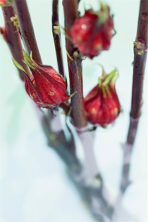 emerging - Exotic red tropical flowers blossoming from red stemmed plant partially submerged in water Stock Photo - Premium Royalty-Free, Code: 633-02417780