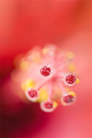 simsearch:696-03395321,k - Hibiscus stamen covered in water droplets, close-up Foto de stock - Sin royalties Premium, Código: 633-02417792