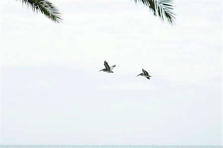 simsearch:633-01837120,k - Brown Pelicans (Pelecanus occidentalis) in flight Foto de stock - Sin royalties Premium, Código: 633-02417918