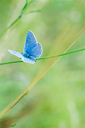 Butterfly perching on stem Stock Photo - Premium Royalty-Free, Code: 633-02417959