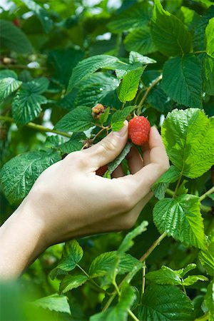 fresh raspberries and outdoors - Hand picking ripe raspberry Stock Photo - Premium Royalty-Free, Code: 633-02418029