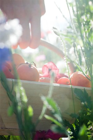 fruits basket low angle - Hand picking up basket of fresh apricots Stock Photo - Premium Royalty-Free, Code: 633-02418022