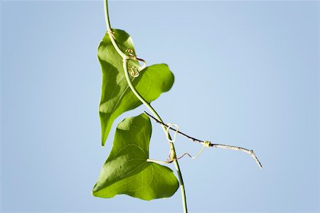 Two heart-shaped leaves growing on vine Stock Photo - Premium Royalty-Free, Code: 633-02418033