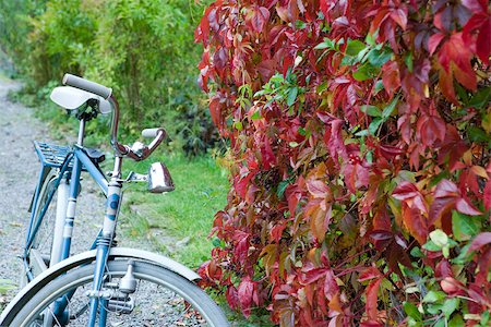 red bicycle nobody - Bicycle parked next to hedge Stock Photo - Premium Royalty-Free, Code: 633-02645193