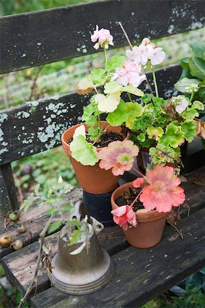 Géraniums en pots de fleurs sur le banc en bois Photographie de stock - Premium Libres de Droits, Code: 633-02645214