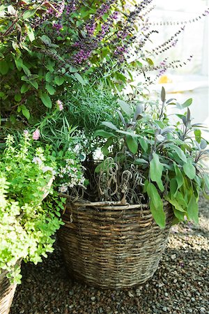 planters - Wicker basket growing a variety of plants Stock Photo - Premium Royalty-Free, Code: 633-02645221