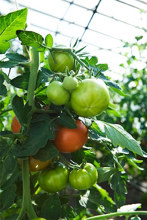 plant de tomate - Tomates en serre, de plus en plus gros plan Photographie de stock - Premium Libres de Droits, Code: 633-02645222