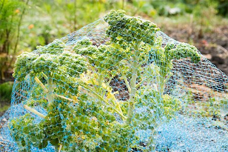 Kale covered in netting Foto de stock - Sin royalties Premium, Código: 633-02645246