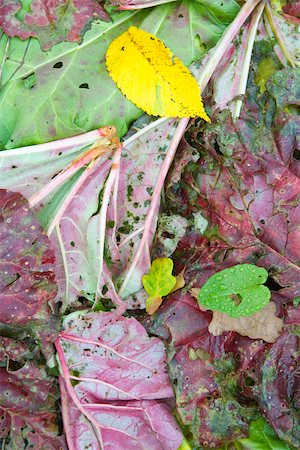 Variety of colorful leaves Foto de stock - Sin royalties Premium, Código: 633-02645251