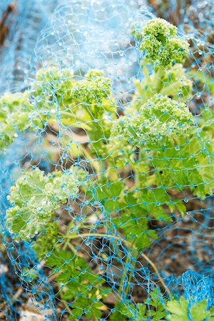 Kale covered by netting Stock Photo - Premium Royalty-Free, Code: 633-02645252