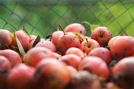 Pommes biologiques, gros plan Photographie de stock - Premium Libres de Droits, Code: 633-02645270