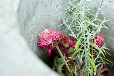 roses wilting - Dying plants in container Foto de stock - Sin royalties Premium, Código: 633-02645286