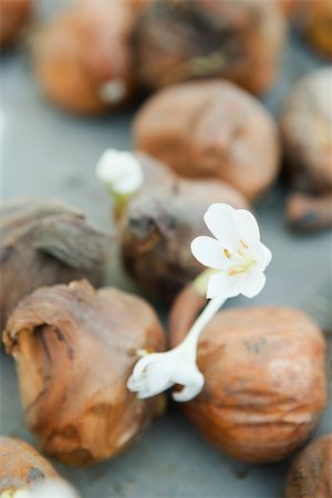 Krokus-Zwiebeln blühen Stockbilder - Premium RF Lizenzfrei, Bildnummer: 633-02645287