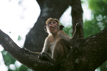 Rhesus monkey (Macaca mulatta) sitting on bough of tree, looking up Stock Photo - Premium Royalty-Free, Code: 633-02645298