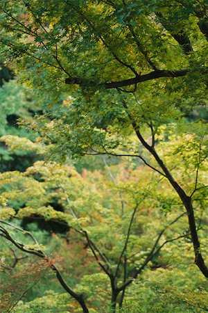 simsearch:633-02645339,k - Bough of Japanese Maple stretching above young forest Stock Photo - Premium Royalty-Free, Code: 633-02645308