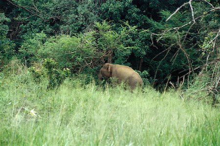 elephantidae - Sri Lankan Elephant grazing in forest meadow Stock Photo - Premium Royalty-Free, Code: 633-02645312