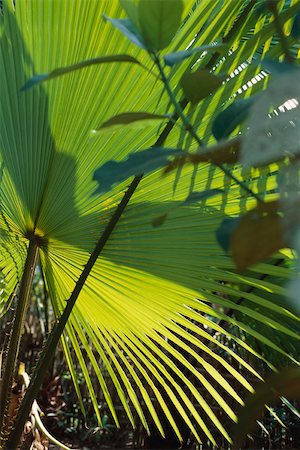 Fan palm leaf Stock Photo - Premium Royalty-Free, Code: 633-02645324