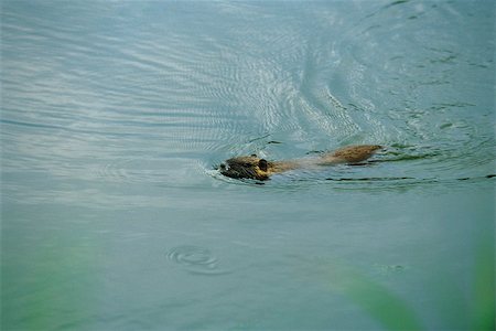 Coypu (Myocastor coypus) partially submerged, swimming quickly across pond Stock Photo - Premium Royalty-Free, Code: 633-02645323