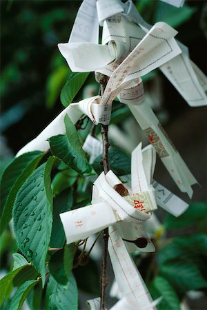 shinto - Omikuji papers tied to branches Foto de stock - Royalty Free Premium, Número: 633-02645334