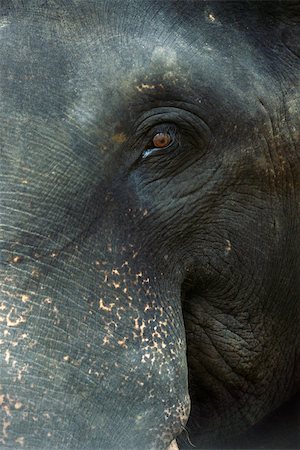 elephantidae - Sri Lankan elephant, close-up of face Stock Photo - Premium Royalty-Free, Code: 633-02645338