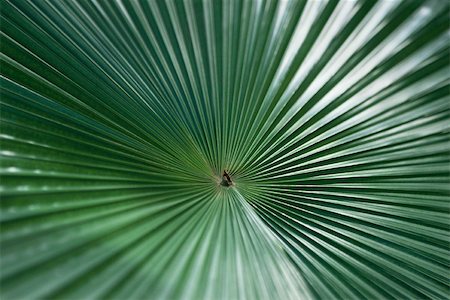 simsearch:633-02645339,k - Palm leaf Stock Photo - Premium Royalty-Free, Code: 633-02645339